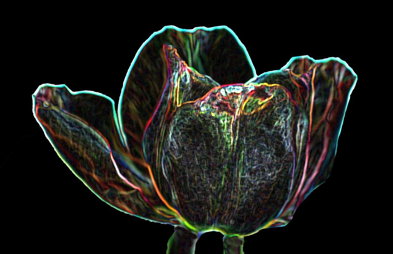 3. 白郁金香纯洁