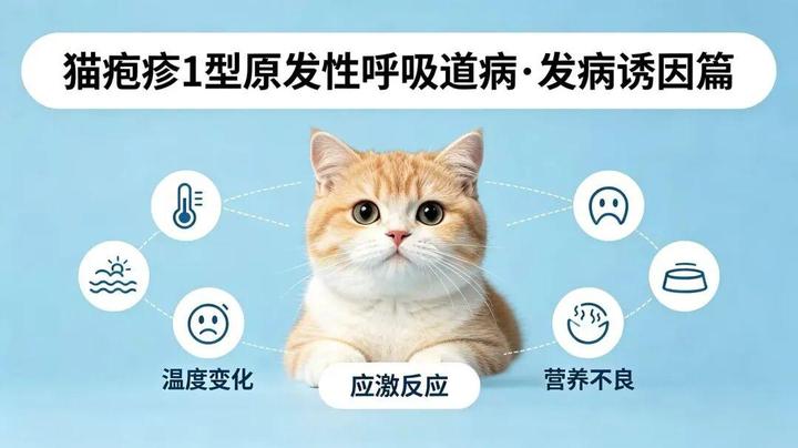 第二篇:发病诱因篇|猫咪反复鼻支、疱疹复发?这6个核心原因才是真凶 - 知乎