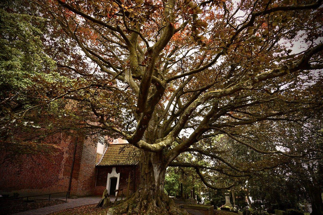 树是生活的氧吧