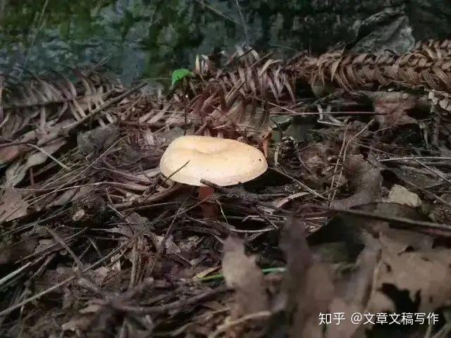 最爱的枞菌，三种美味做法 - 知乎