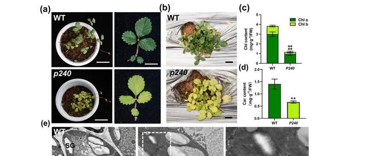 【Plant Physiol】镁螯合酶亚基I基因的点突变影响草莓叶片颜色和代谢 - 知乎
