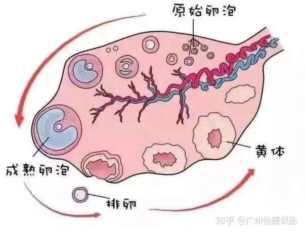 卵泡黄素化是怎么回事应该怎么办