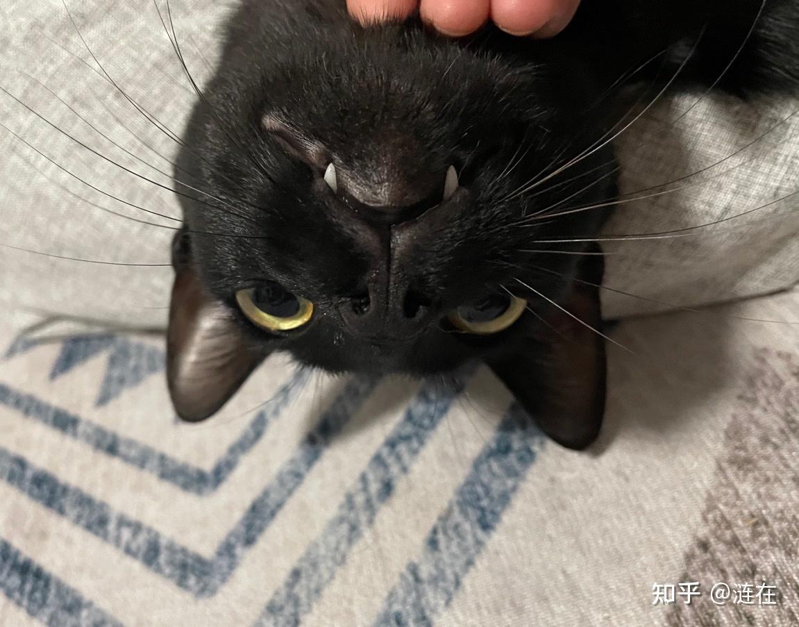 有纯黑色的暹罗猫吗?