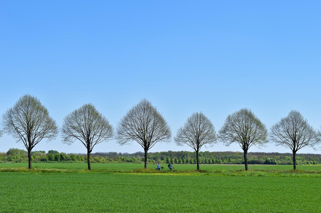 2. 防风树种推荐