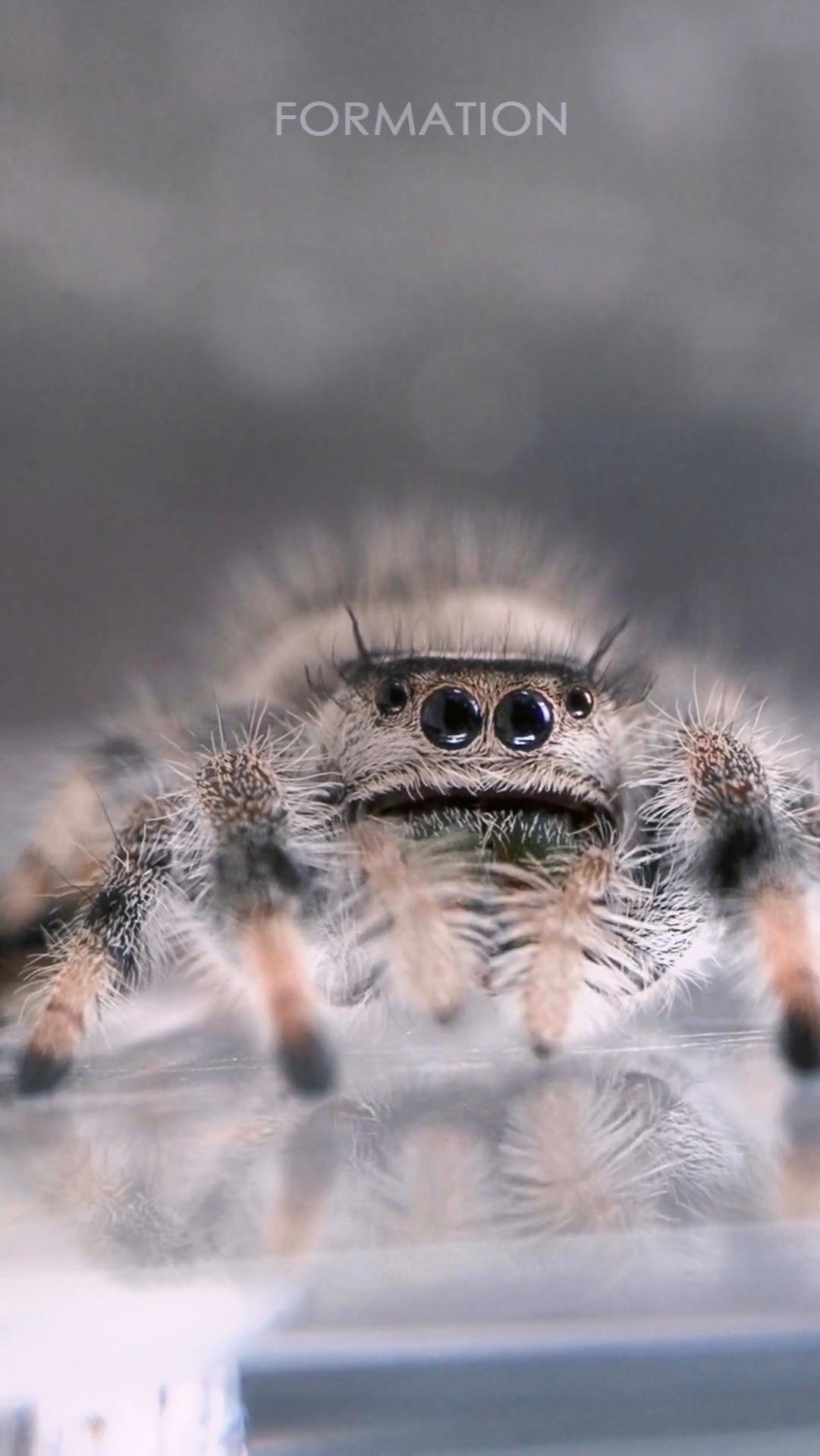 佛罗里达跳蛛(灰白佛)要怎么饲养? - 知乎