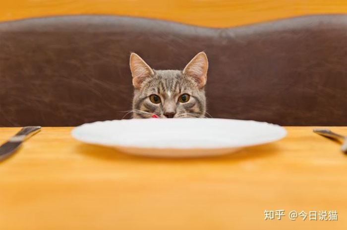 猫到底能不能吃米饭? - 知乎