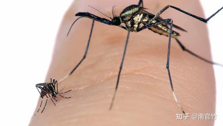 只切掉蚊子的全部腿,而不破坏蚊子其他身体部分,蚊子还能飞起来么?