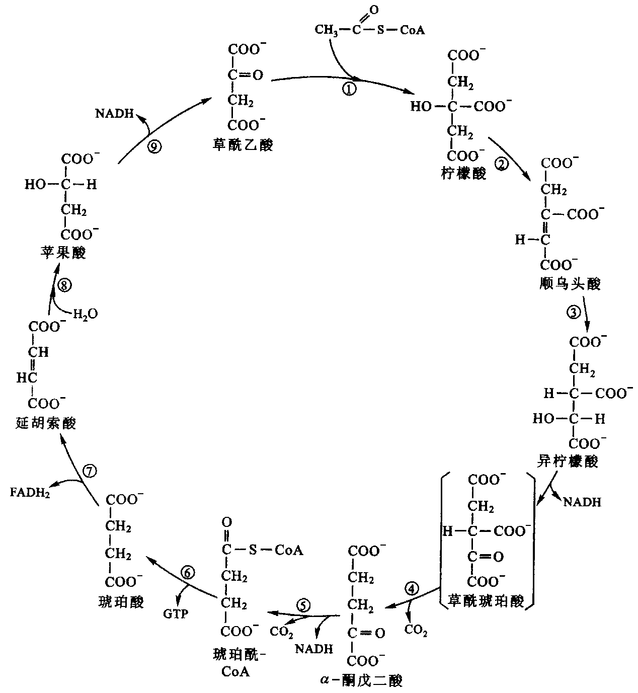 乙酰辅酶a生成草酰乙酸的反应平衡式为什么是这样? - 知乎