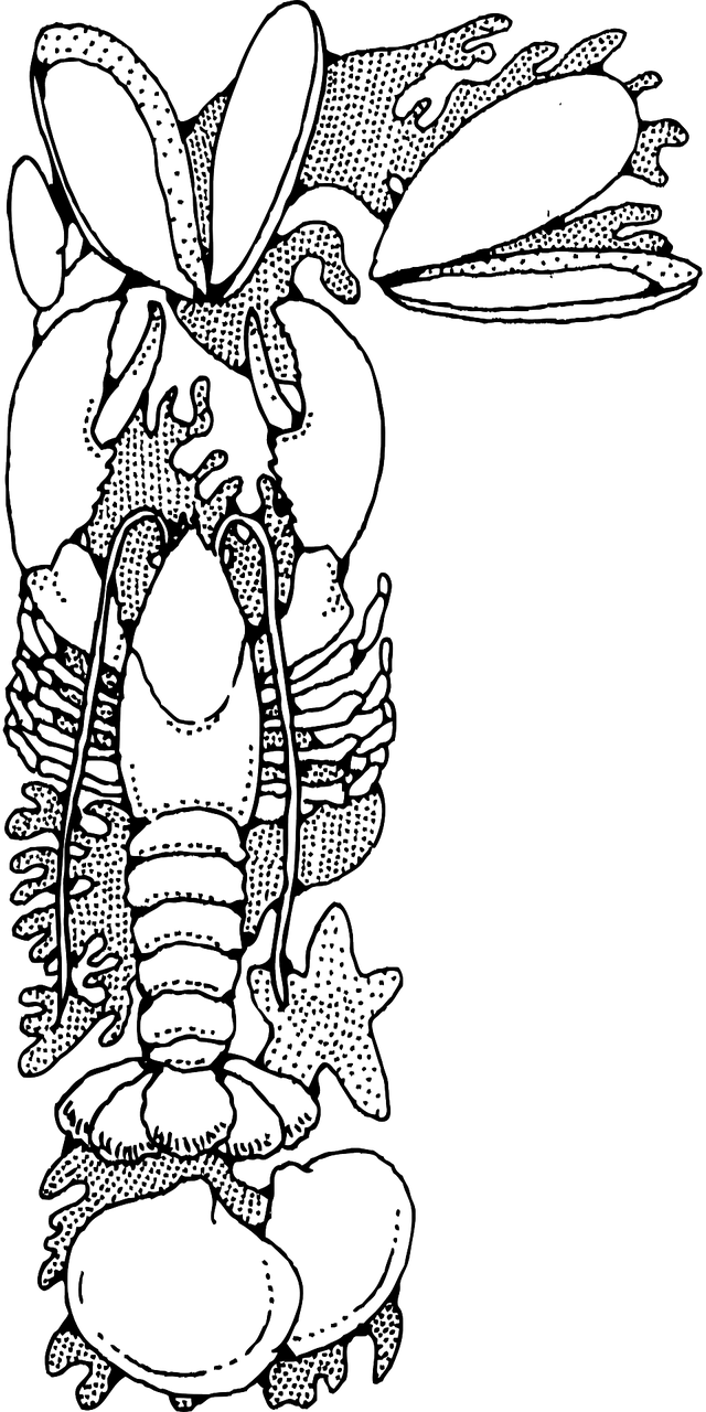 4. 湖泊龙虾季开启