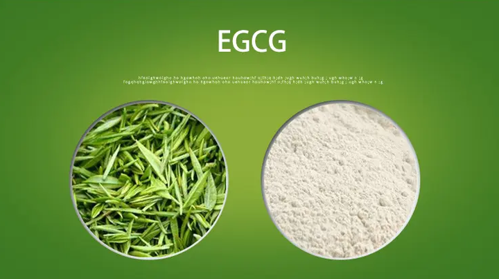 绿茶茶多酚egcg大揭秘,带你解读健康生活新秘籍