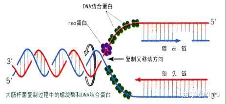 dna复制时,复制泡是如何从复制起点向两端形成的? - 知乎