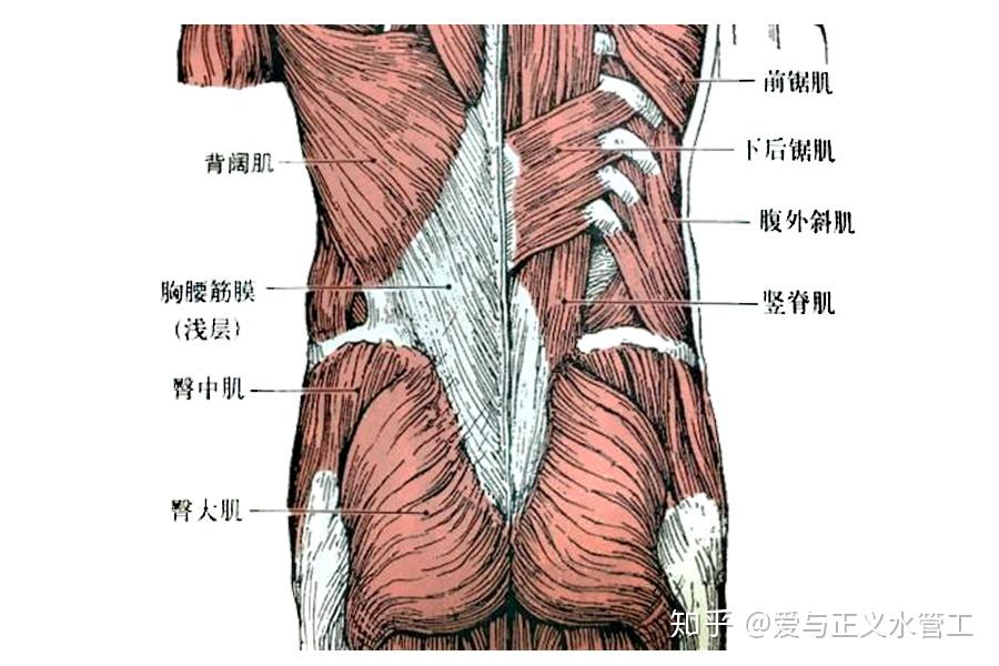 长期束腰带是否可以对腰部起到塑形作用