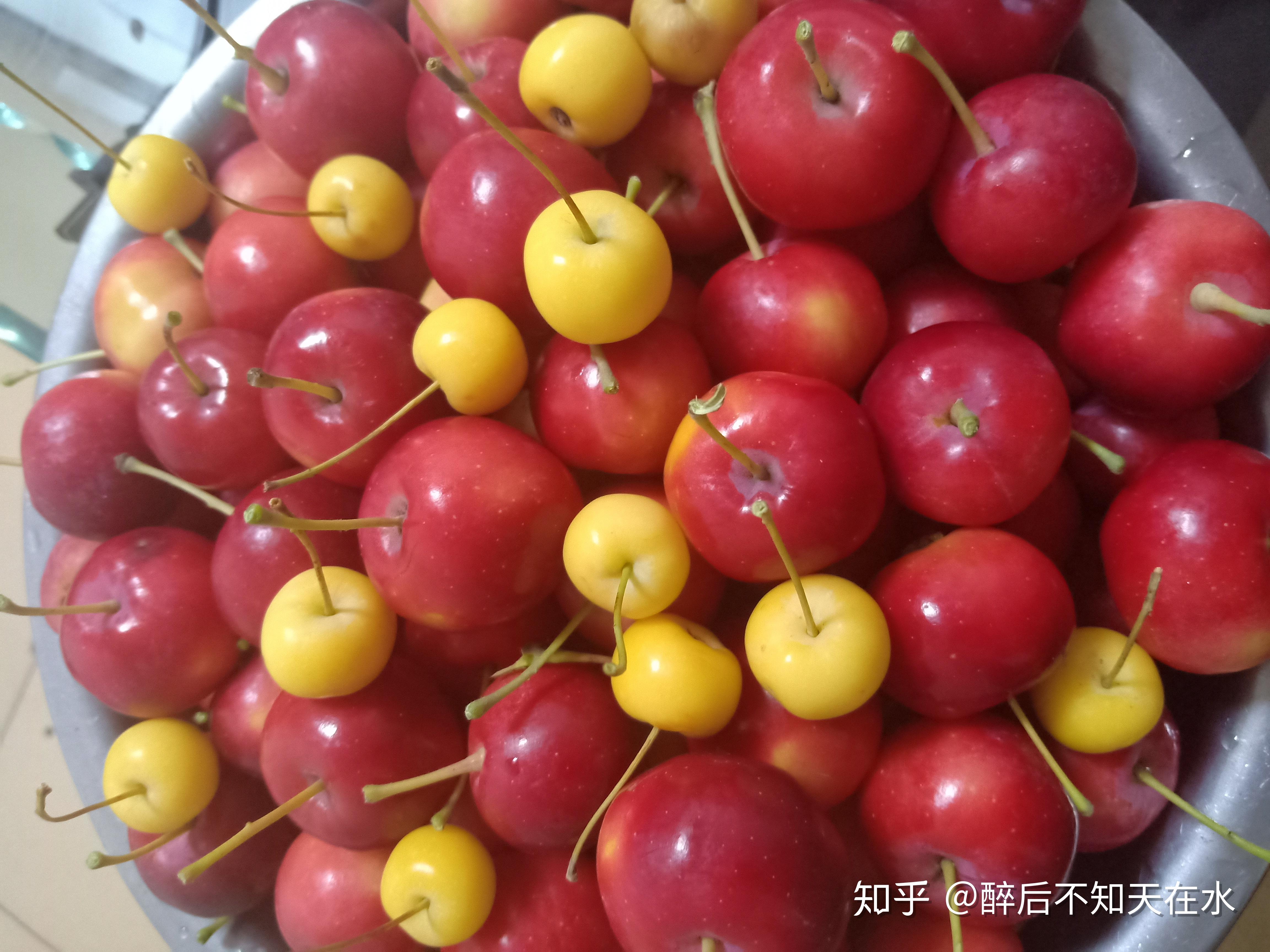 养在深闺人未识,来自秦晋蒙三省交界的中国珍稀果品——海红果 - 知乎