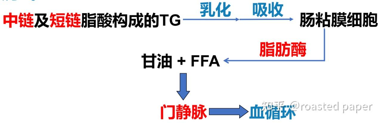 生化与分子生物学——代谢篇之脂质代谢 - 知乎