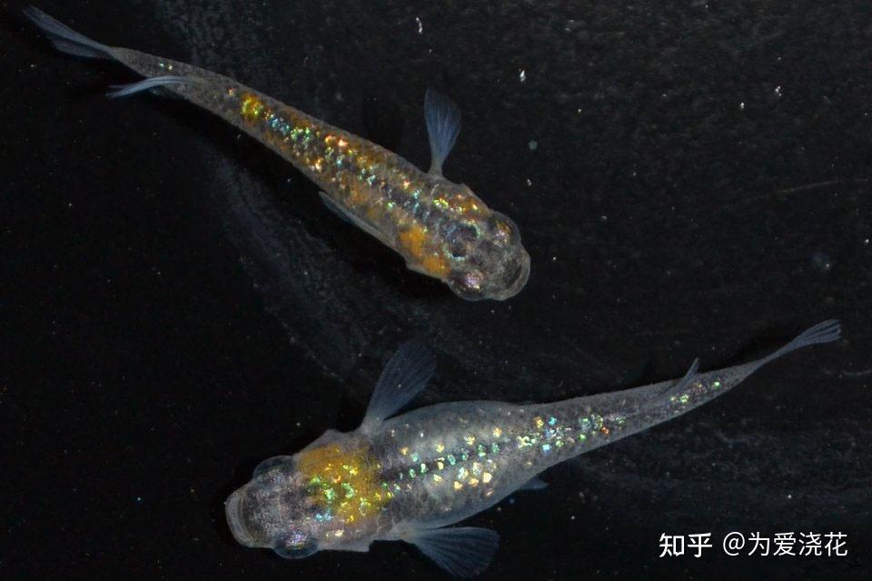 十大常见原生鱼 原生观赏鱼都有哪些 十大原生观赏鱼盘点 - 知乎