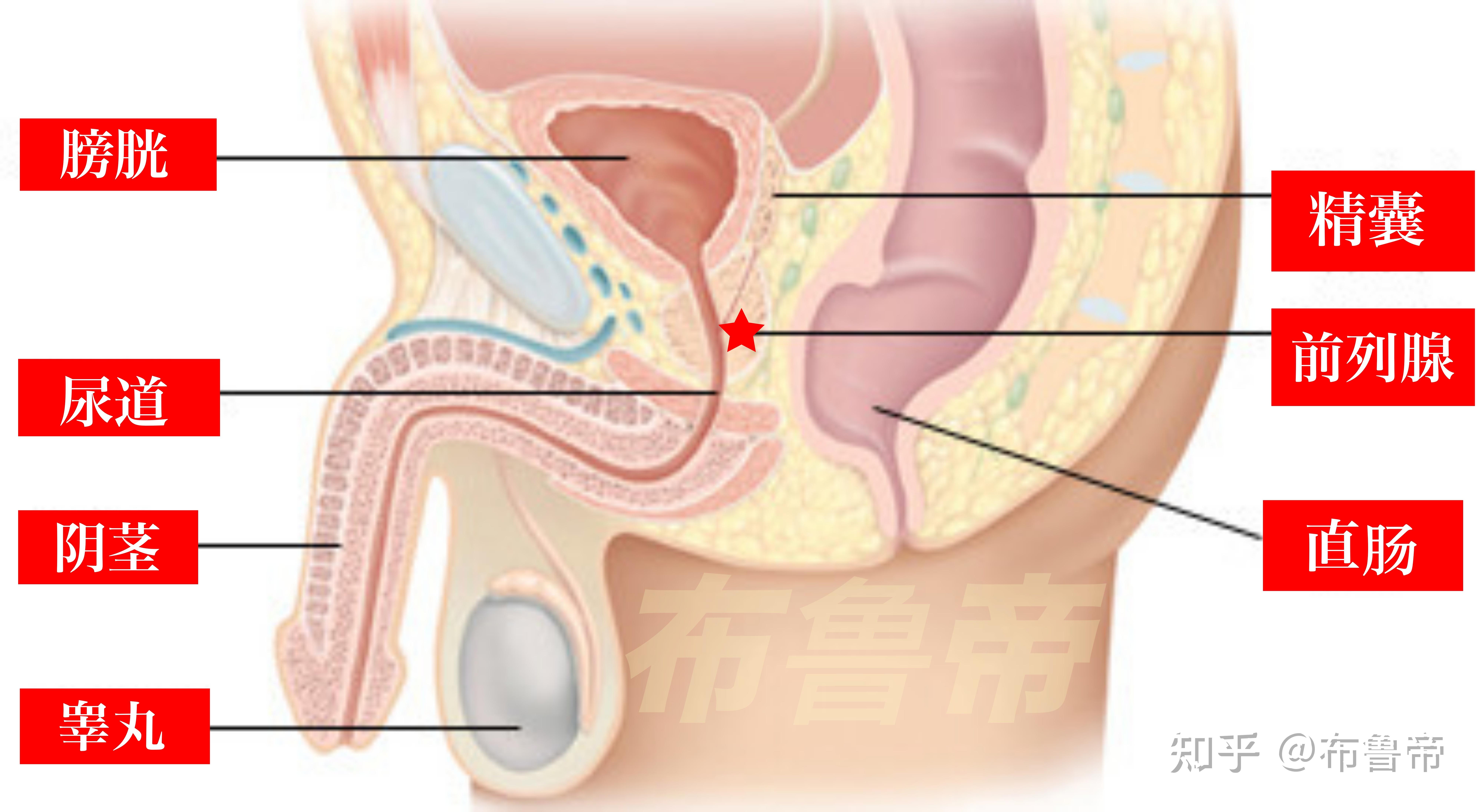 前列腺长什么样子图片图片