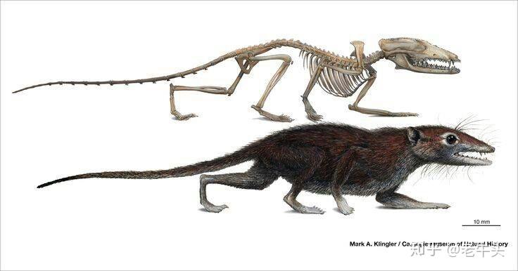 恐龙时代的人类祖先是什么动物