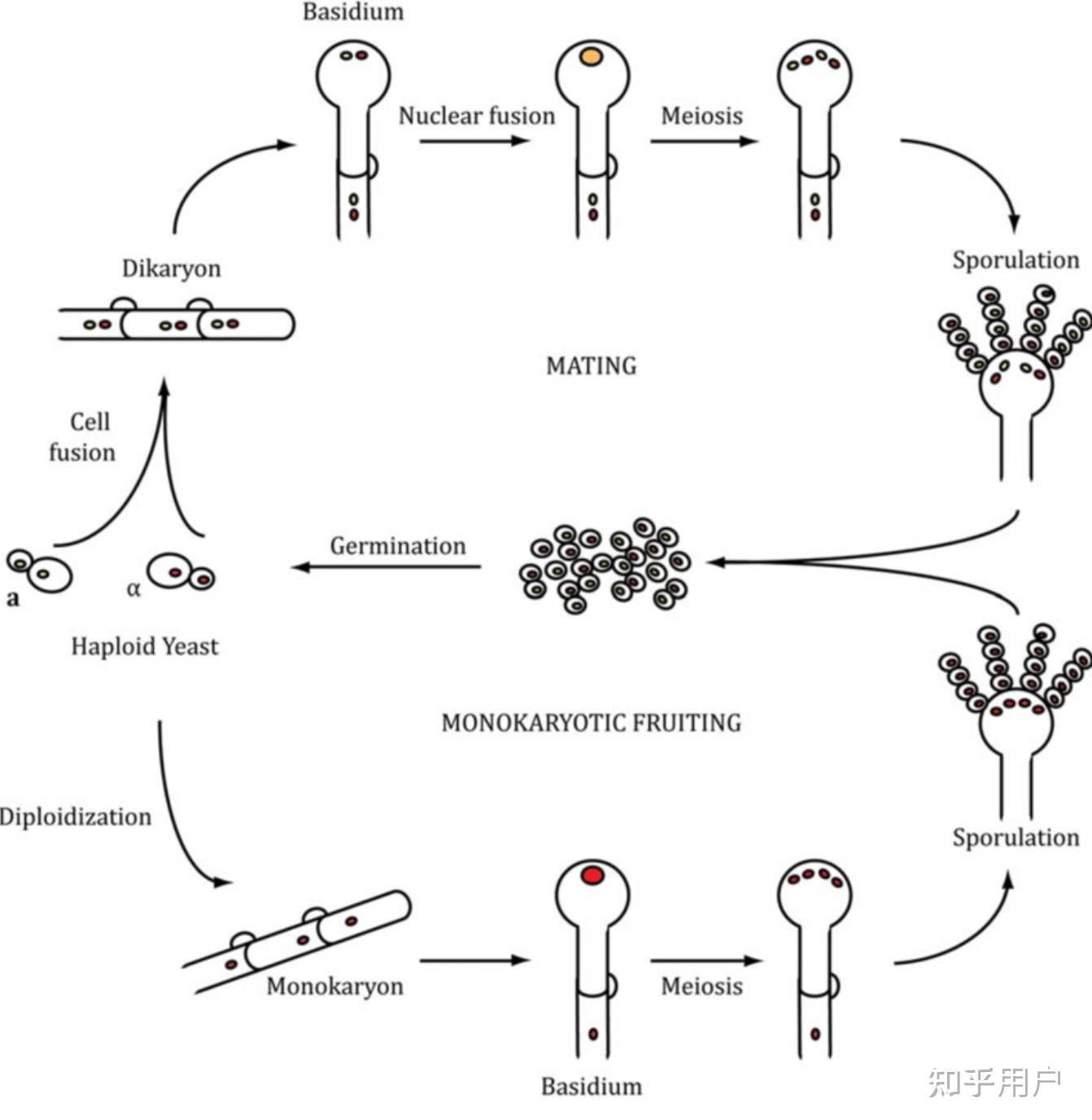 细菌病毒的有性生殖(基因重组)是如何进行的?