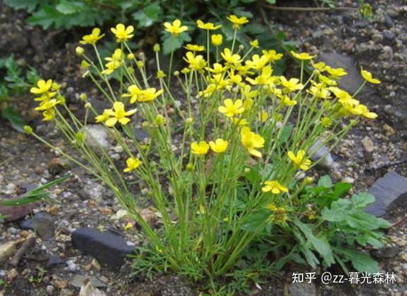 什么中草药对颈部单侧淋巴结节肿大有效果?