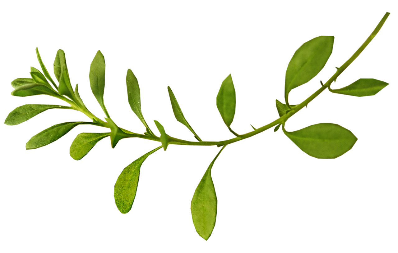 树的叶子怎么剪