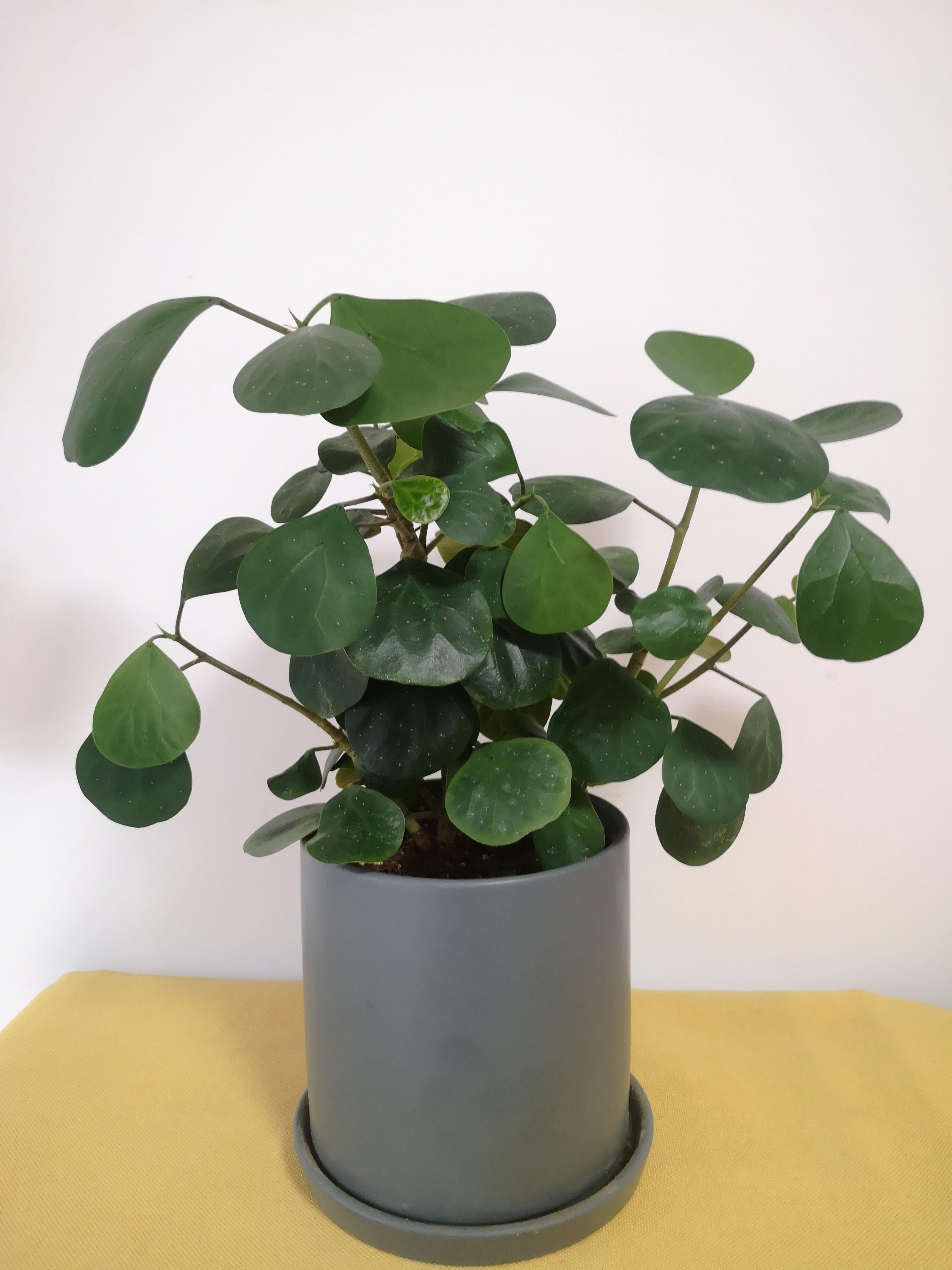 想种个小盼菩提的盆栽,怎么可以养好? - 知乎