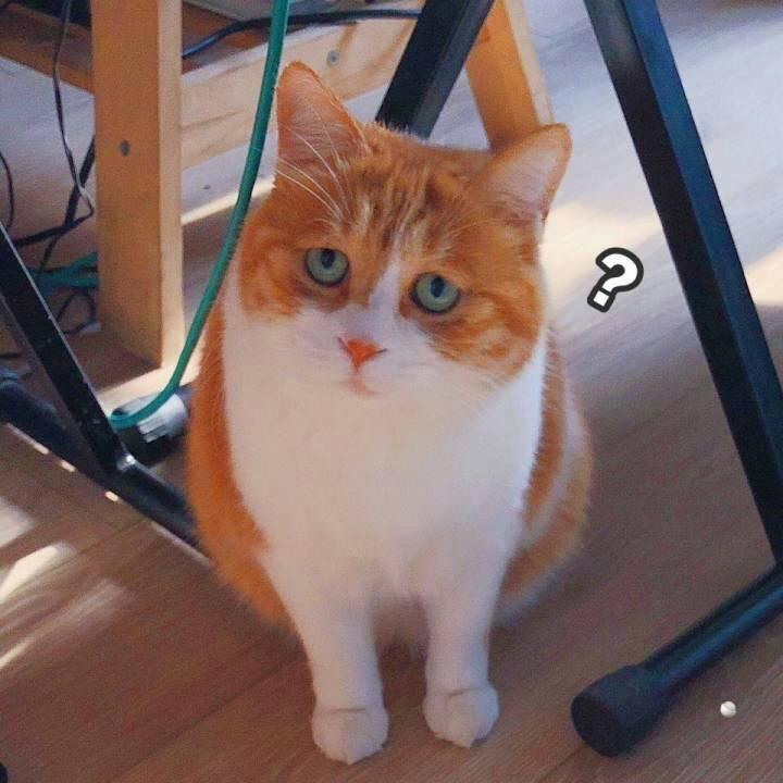 2018fall英国本科申请你被什么学校录取acprej了你的标化成绩和课外