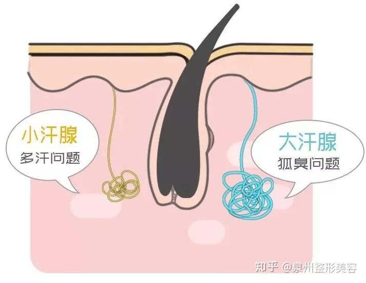 知名女明星被指狐臭，忍无可忍，霸气回应：老娘没狐臭！ - 知乎