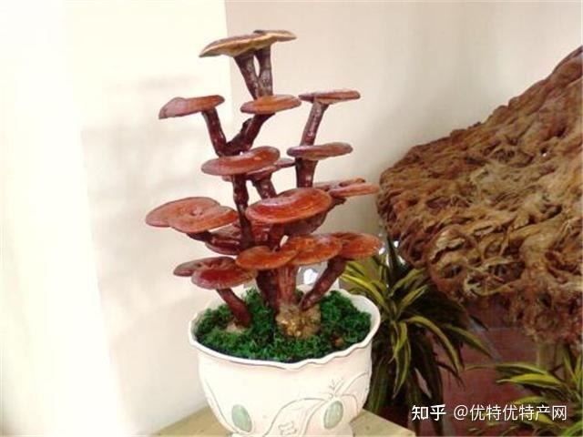灵芝盆景该如何养? - 知乎