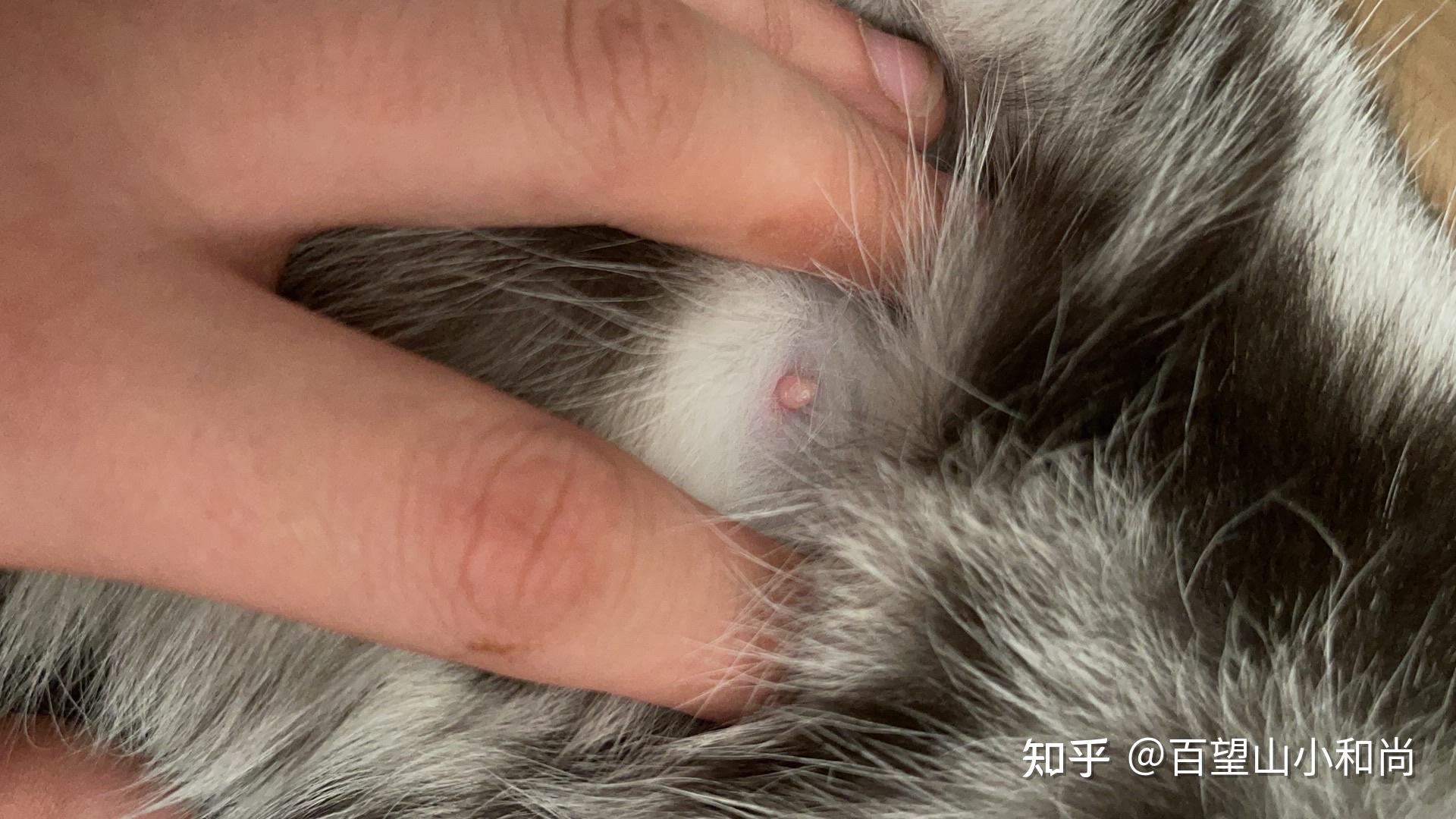 猫咪怀孕50天.这个肚子里有几个?记录一哈? - 知乎