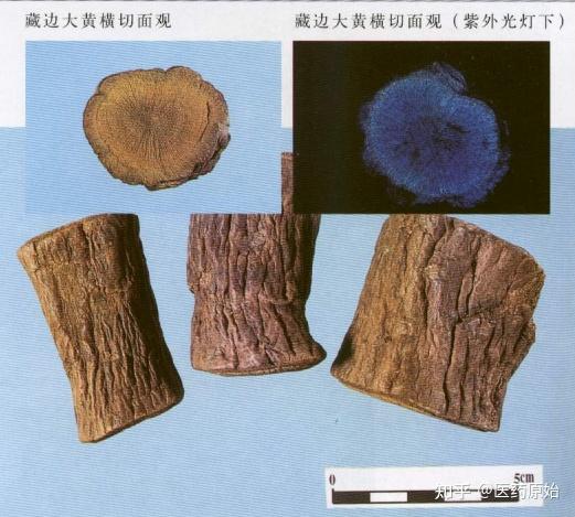 带你识别大黄 - 知乎