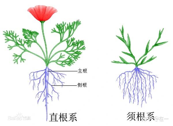 植物的根茎叶图图解图片