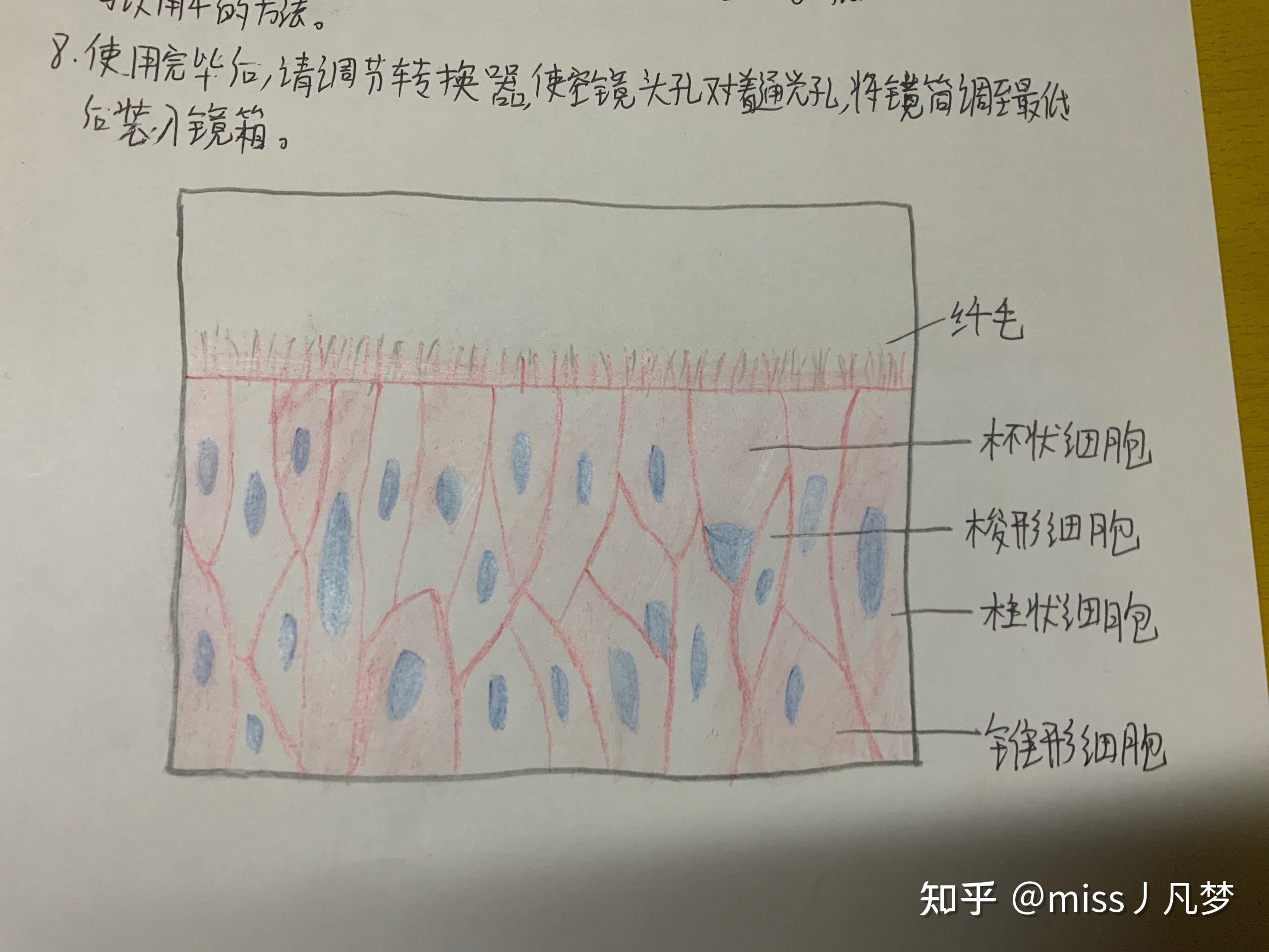 单层扁平上皮简图图片