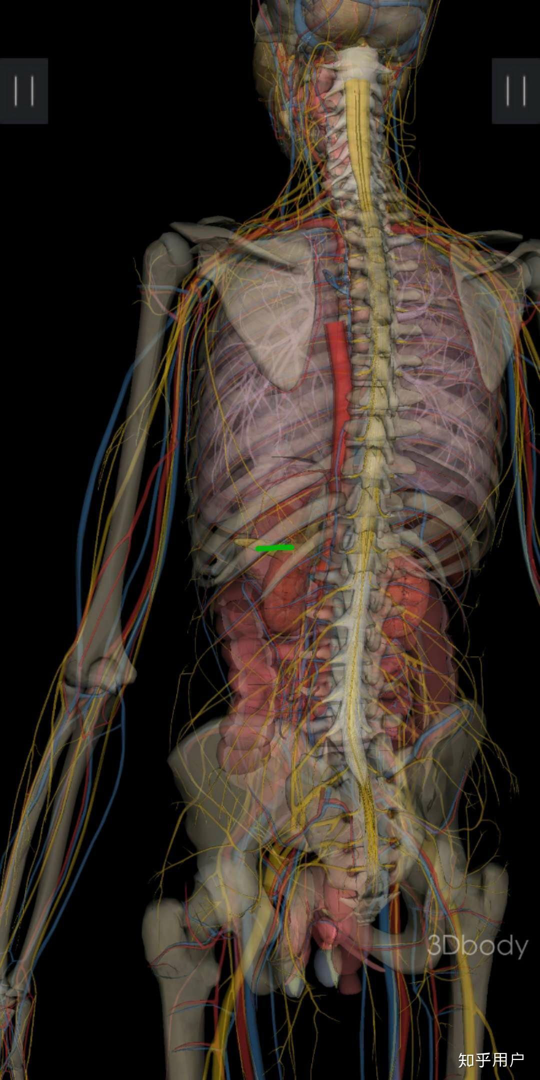 胰腺是哪个位置