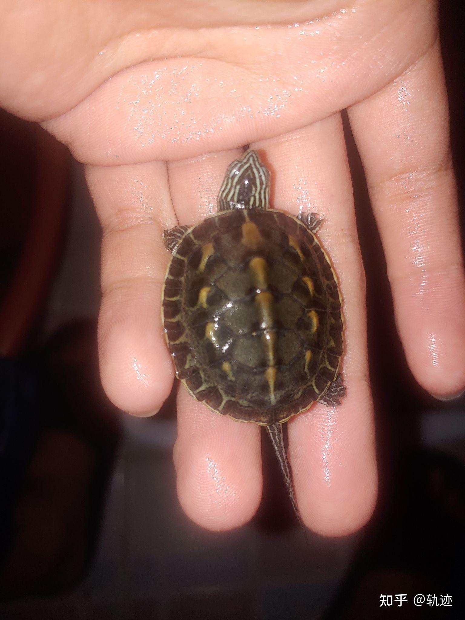 这种据说是极品的花龟长大后是啥样的?有龟友养大了的图吗? - 知乎
