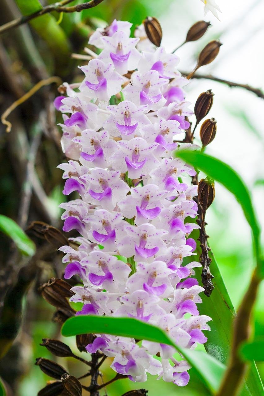 2. 兰花最佳位置