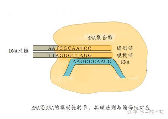 勤劳忠实执行的RNA——蕴含在生命深处的伟大奇迹（10） - 知乎