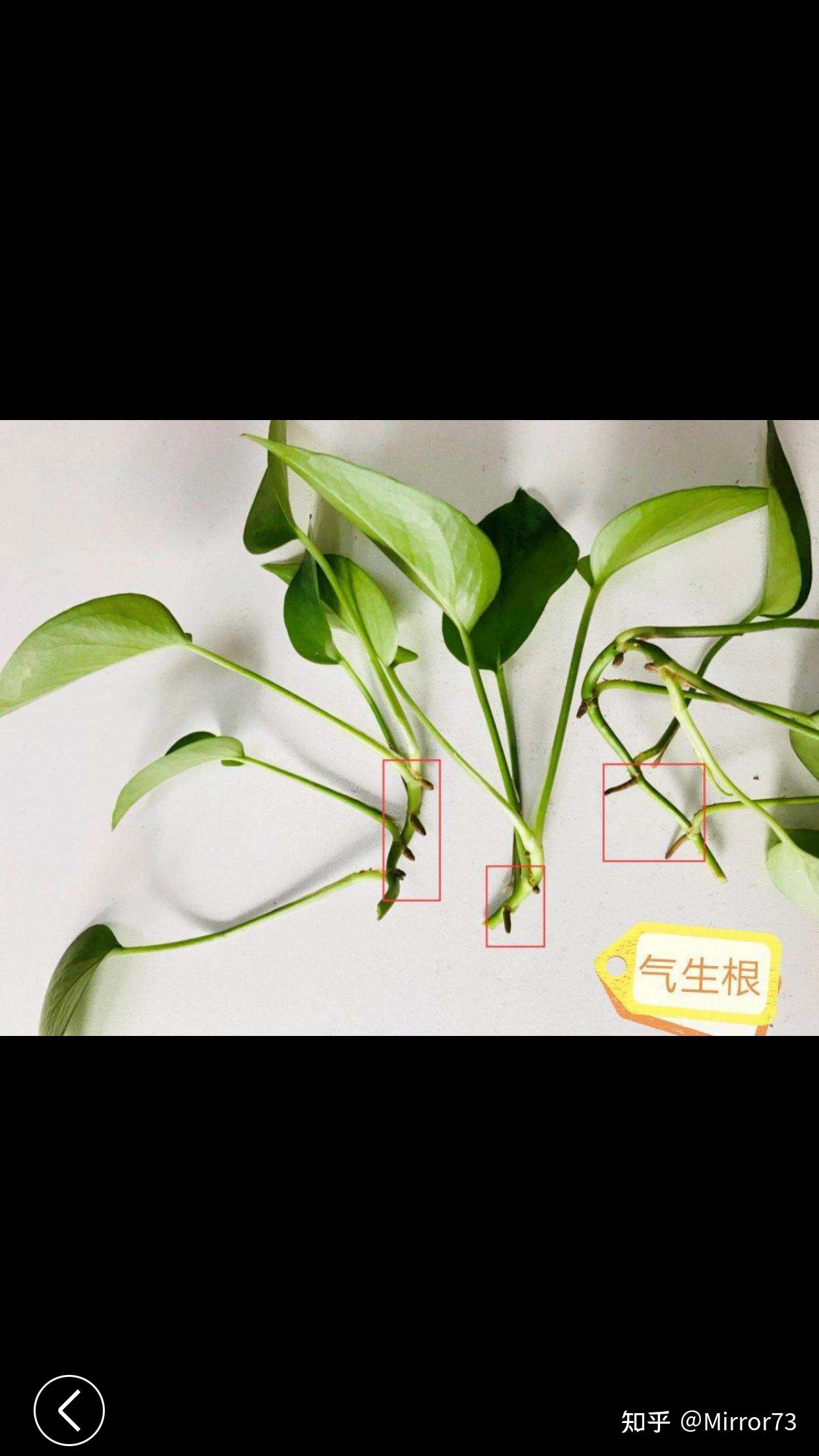 绿萝的扦插方法有什么?