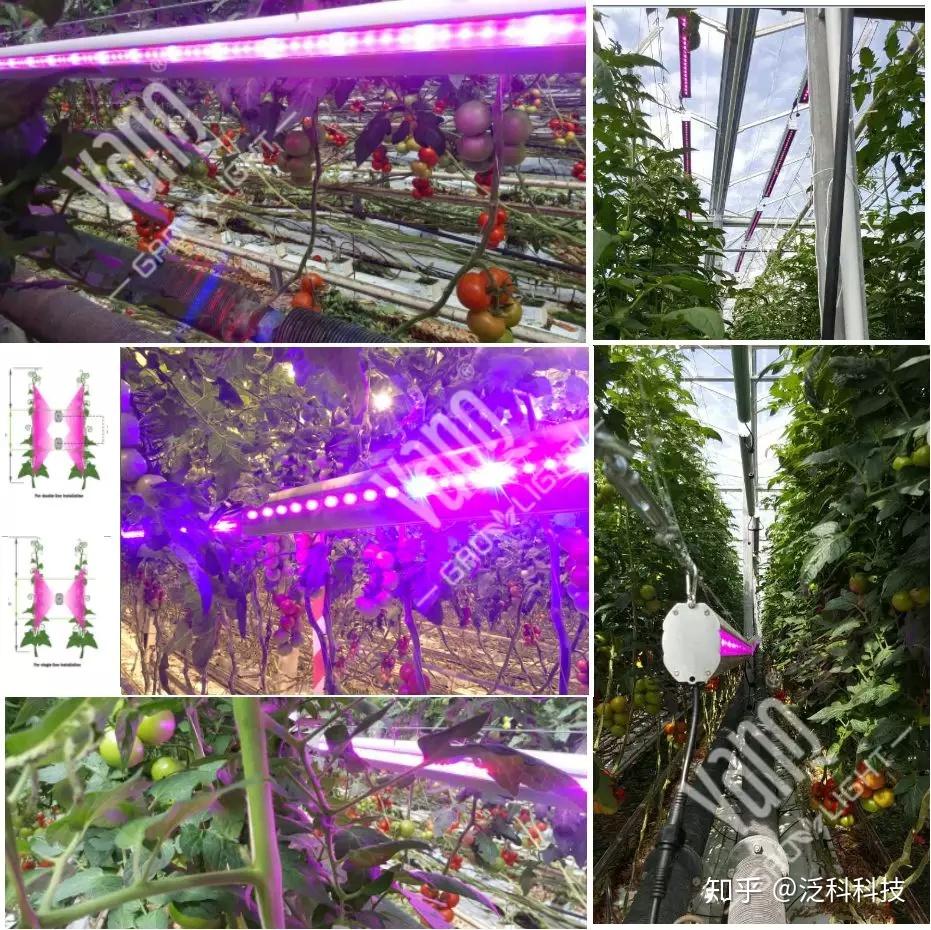 结合几个补光项目 来谈谈LED在设施农业和设施 园艺的无限潜力 - 知乎