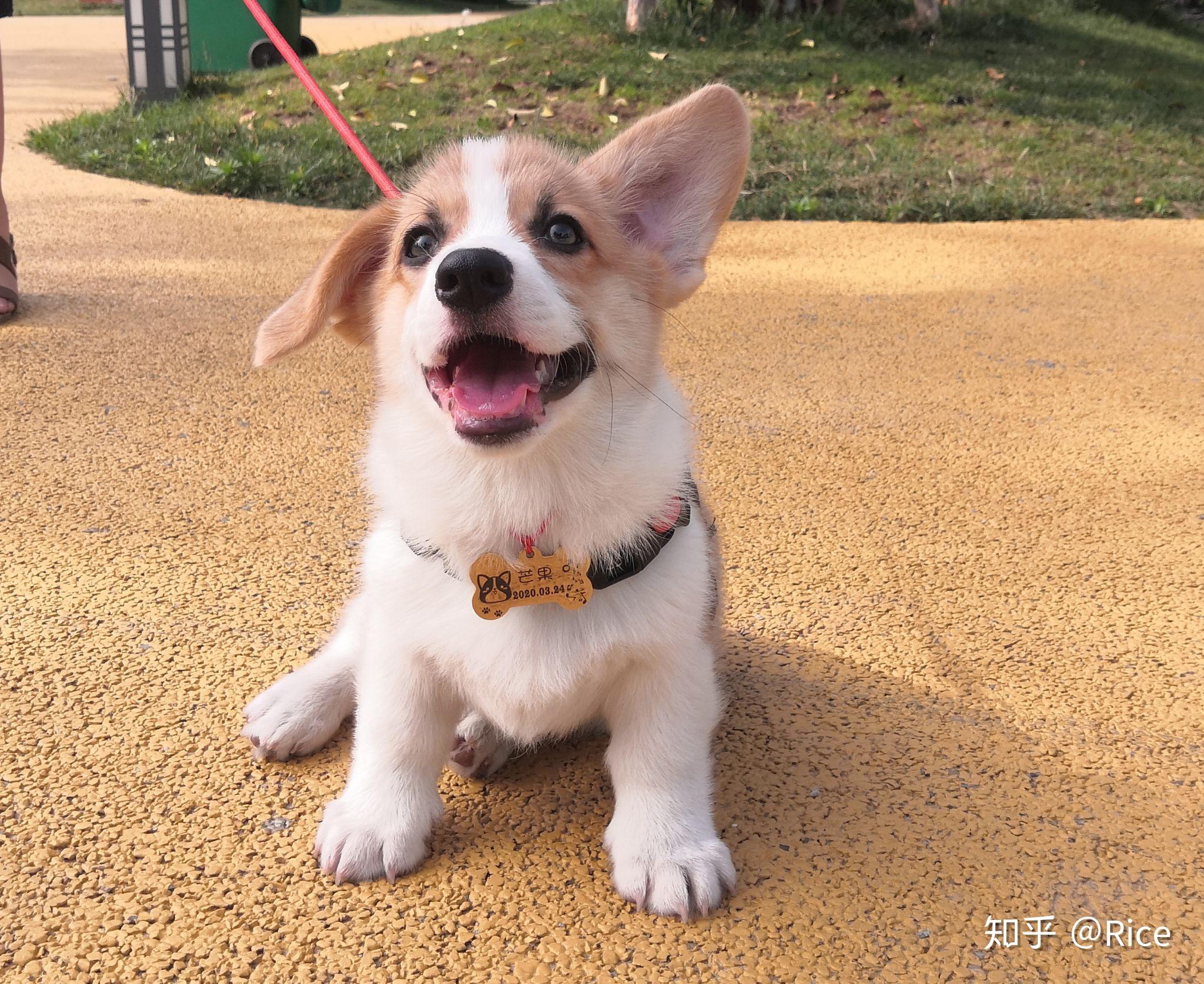 3个月的柯基耳朵往后耷拉着怎么办还能立耳吗