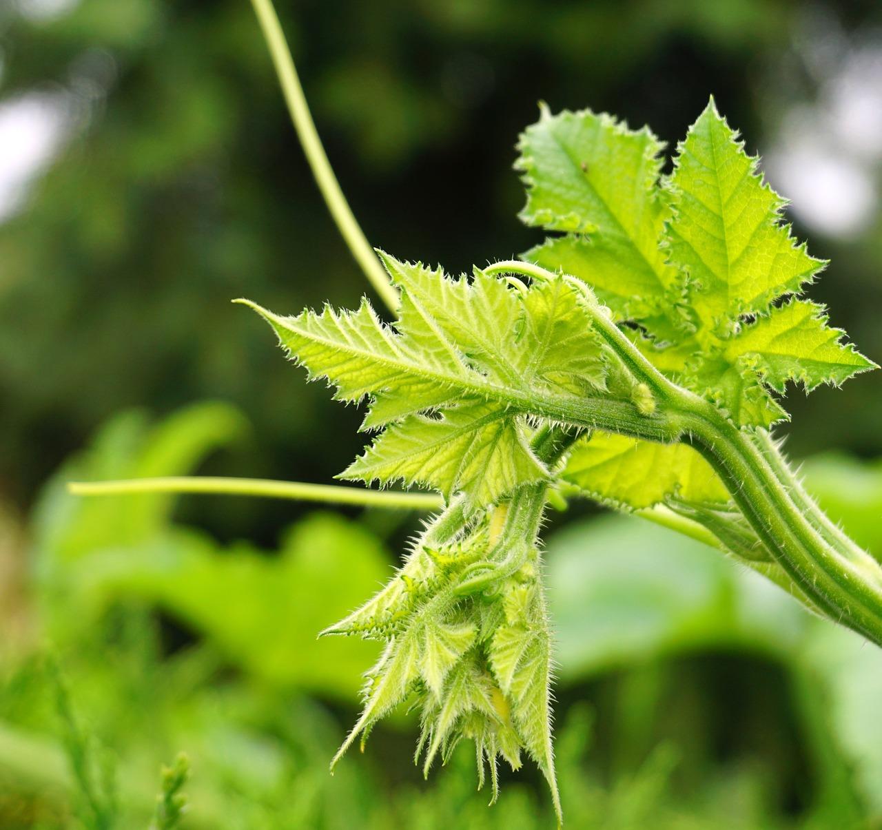 丝瓜叶子发黄怎么办
