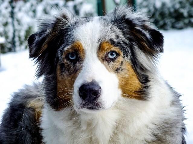 牧羊犬有哪些品種?十大牧羊犬圖片