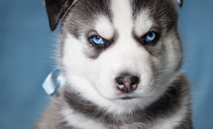 养狗须知 14 狗狗也有白内障 知乎