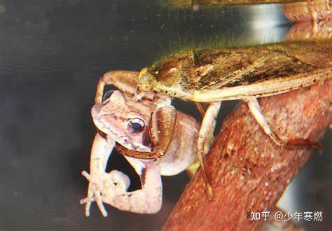 寒燃科普丨水中凶残霸主，绝世护子慈父——田鳖 - 知乎