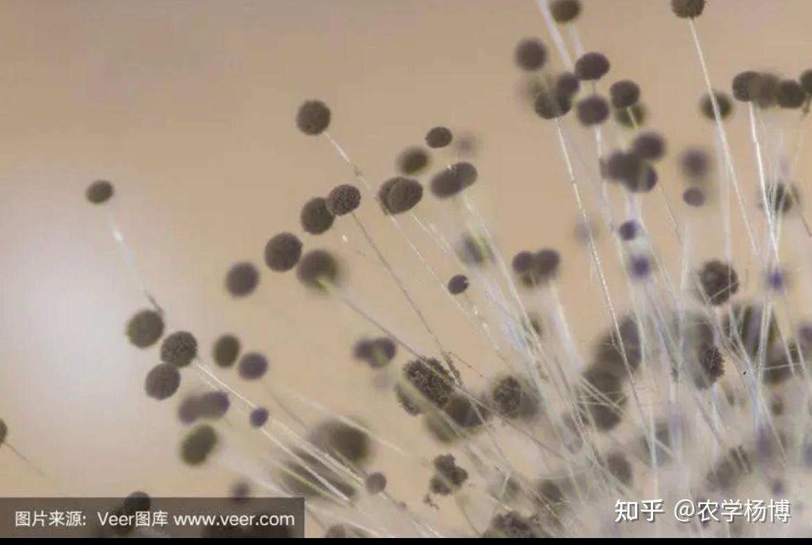 酸奶里长了这种黑色的毛,请问这是什么霉菌?