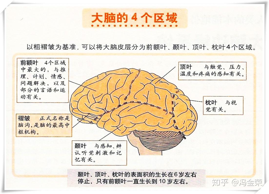 前额皮质 - 知乎