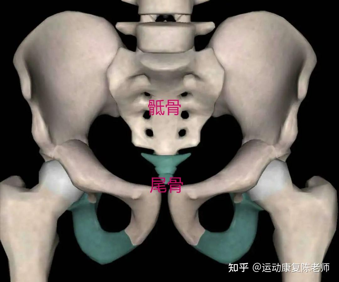 人的正常尾椎骨图图片