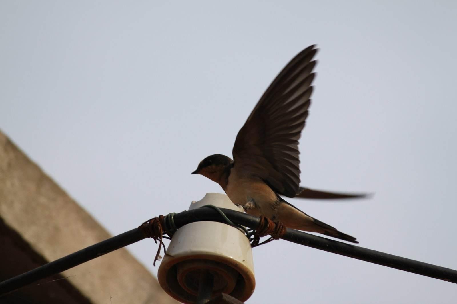 正确练习小燕飞对腰还是很有帮助滴 知乎 正确练习小燕飞对腰还是很有帮助滴 知乎
