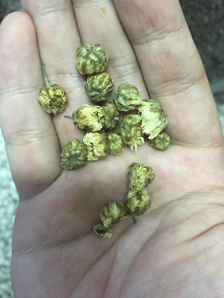 怎麼辨別杭白胎菊是否發黴