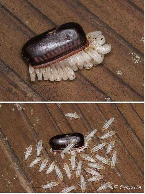 蟑螂幼虫长什么样?