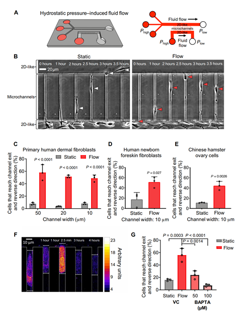 Science Advances: 细胞的剪切应力传感器 - 知乎